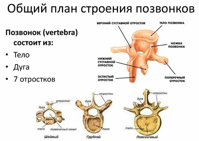 Листез поясничного отдела позвоночника