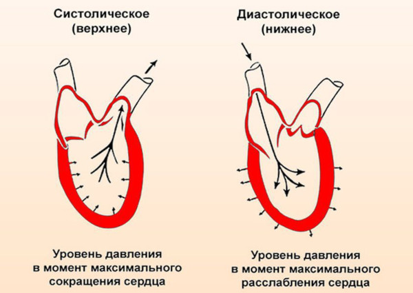 Органы мишени при гипертонической болезни артериальная гипертензия. Признаки поражения