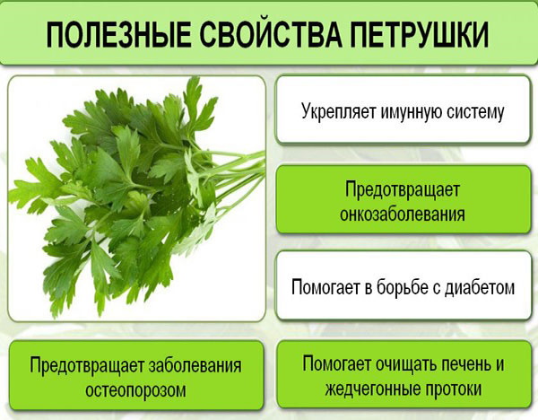 Петрушка от цистита у женщин, мужчин. Отвар из корня, свежая, семена