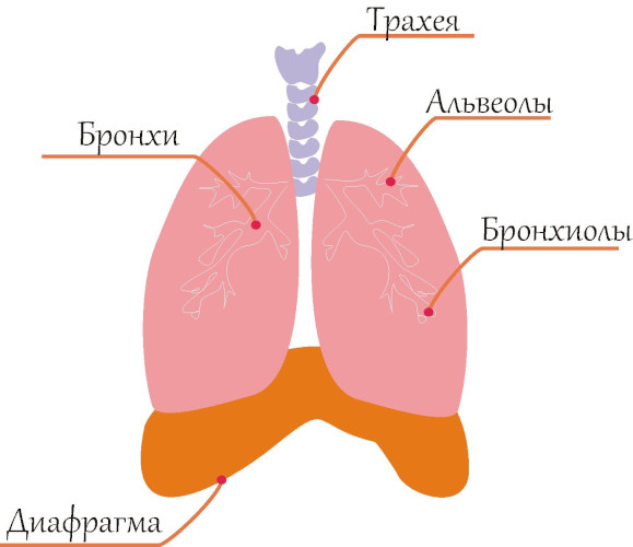 Пульмонология. Что это такое, что лечит и как, что за отделение