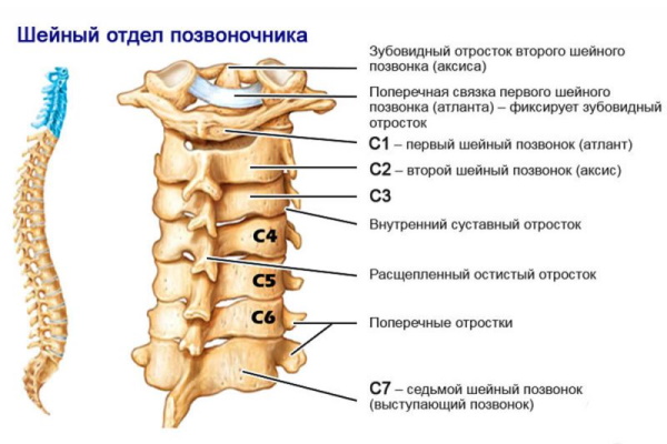 Шейный отдел позвоночника: шейные позвонки человека, строение, анатомия