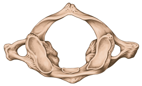 Шейный отдел позвоночника: шейные позвонки человека, строение, анатомия