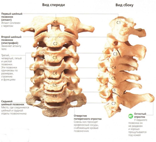 Шейный отдел позвоночника: шейные позвонки человека, строение, анатомия
