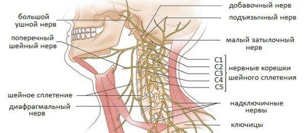 Шейный отдел позвоночника: шейные позвонки человека, строение, анатомия