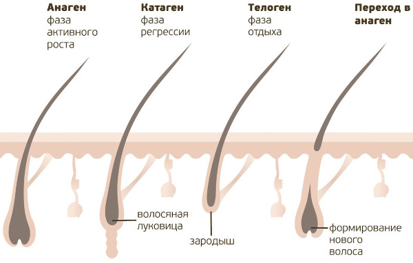 Строение волоса человека: структура стержня, корня, луковицы. Типы волос