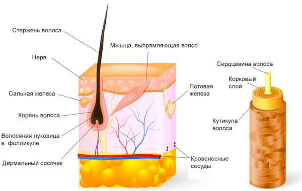 Строение волоса человека: структура стержня, корня, луковицы. Типы волос