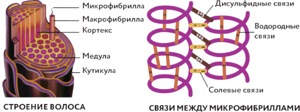 Строение волоса человека: структура стержня, корня, луковицы. Типы волос