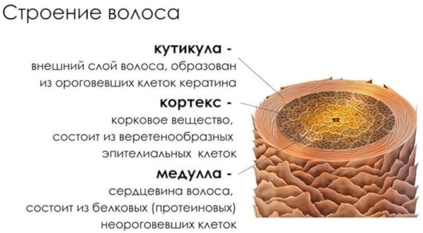 Строение волоса человека: структура стержня, корня, луковицы. Типы волос