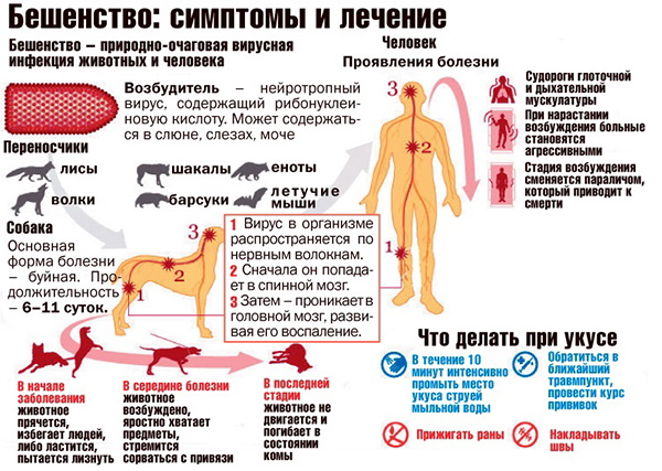 Что делать, если укусила собака домашняя, бешеная