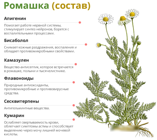 Ромашка при цистите. Можно ли пить, ванночки, отвар