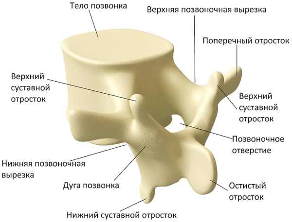 Сакрализация l5 позвонка в поясничном отделе. Что это такое, лечение