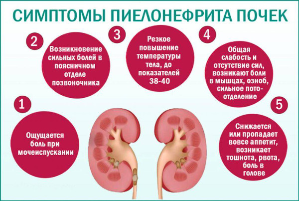 Брусника при цистите: брусничные листья, ягоды, морс, чай, лекарства в таблетках