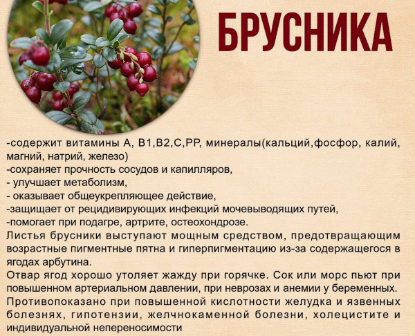 Брусника при цистите: брусничные листья, ягоды, морс, чай, лекарства в таблетках