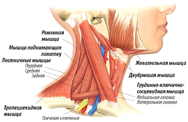 Как расслабить мышцы шеи и плечи самостоятельно. Упражнения