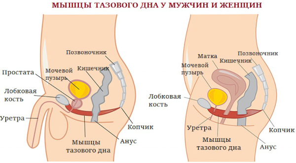 Нарушение функции тазовых органов у взрослых