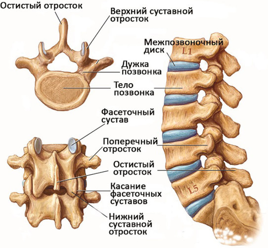 Остистые отростки позвоночника на схеме. Что это, фото, где находятся