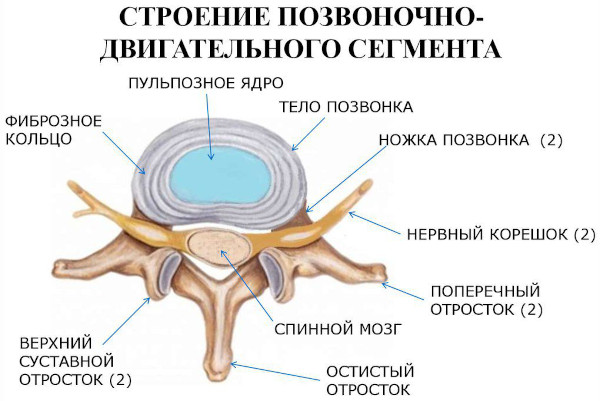 Остистые отростки позвоночника на схеме. Что это, фото, где находятся