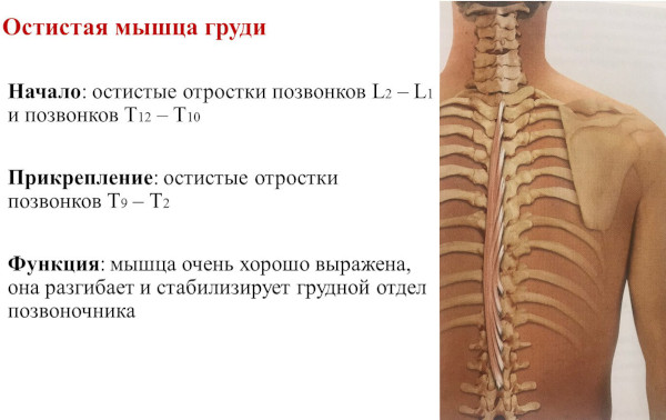 Остистые отростки позвоночника на схеме. Что это, фото, где находятся