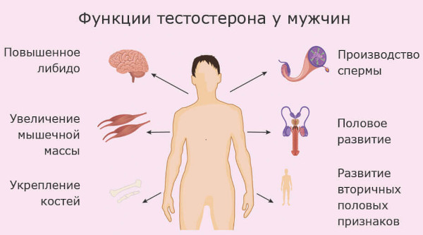 Тестостерон общий и свободный: в чем разница, какой сдавать