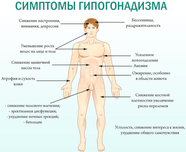 Тестостерон общий и свободный: в чем разница, какой сдавать