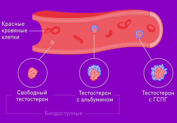 Тестостерон общий и свободный: в чем разница, какой сдавать