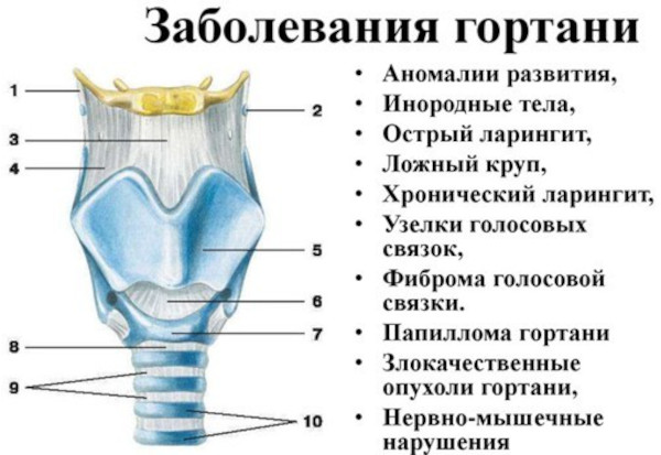 УЗИ горла и гортани. Что показывает у взрослого, ребенка