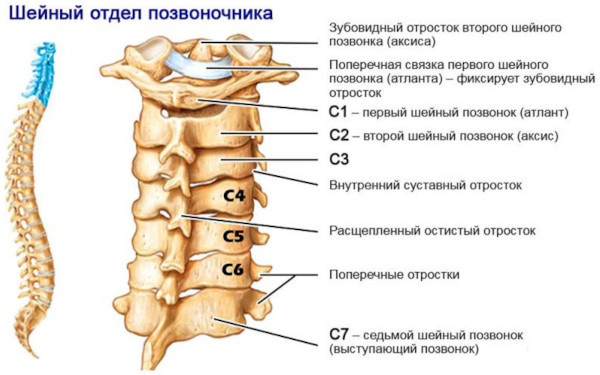 Выступающий позвонок. Выпирает позвонок на шее сзади, как убрать