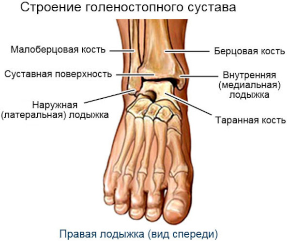 Вывих голеностопного сустава. Симптомы, первая помощь, лечение