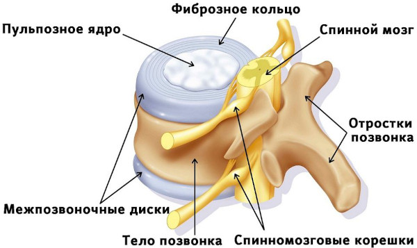 Межпозвоночные диски. Строение, анатомия, функции