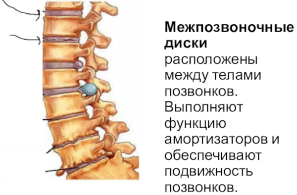 Межпозвоночные диски. Строение, анатомия, функции