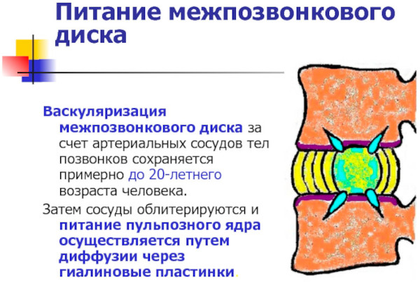 Межпозвоночные диски. Строение, анатомия, функции