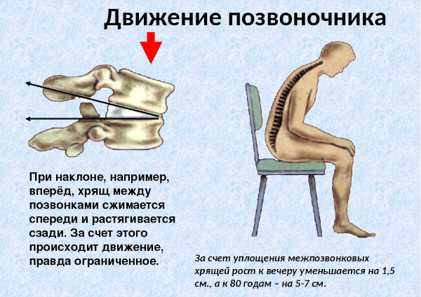 Межпозвоночные диски. Строение, анатомия, функции