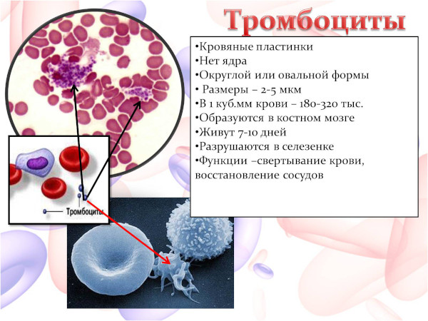 MPV (средний объем тромбоцитов) в анализе крови. Что это такое, норма