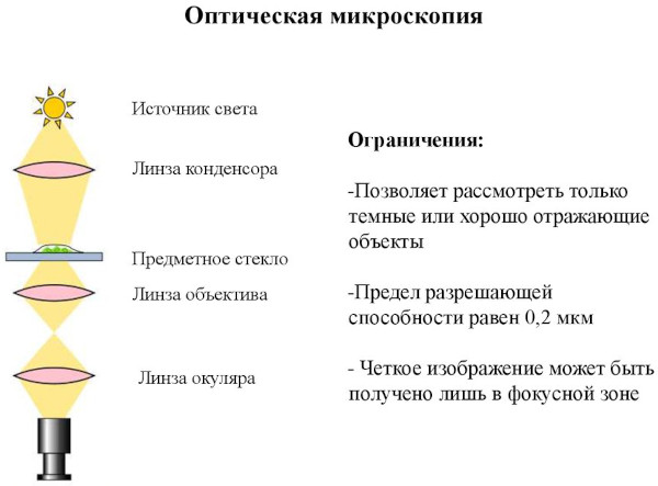 MPV (средний объем тромбоцитов) в анализе крови. Что это такое, норма