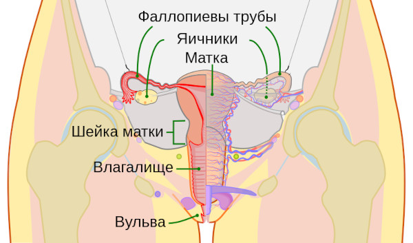 Пластика шейки матки. Как проходит операция по Эммету, Штурмдорфу