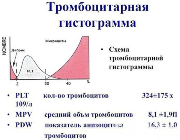 Средний объем тромбоцитов (MPV) понижен у женщин. Причины