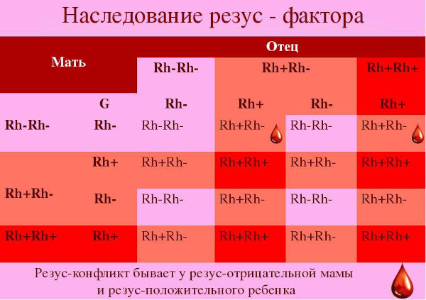 Группа крови у ребенка от родителей. Таблица наследования с резус-фактором