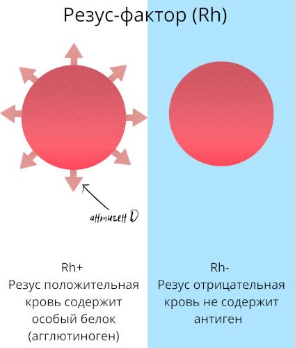 Группа крови у ребенка от родителей. Таблица наследования с резус-фактором