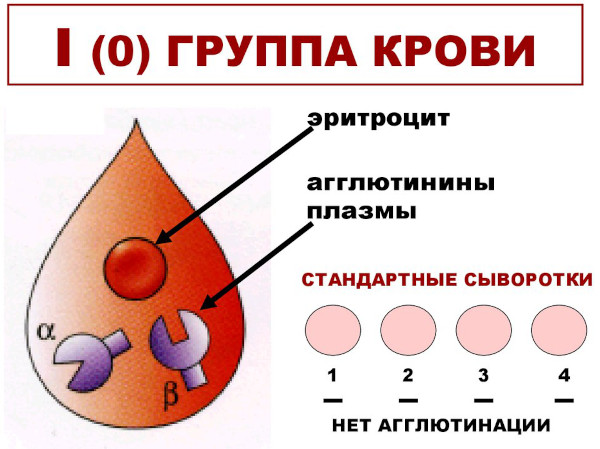 Группа крови у ребенка от родителей. Таблица наследования с резус-фактором