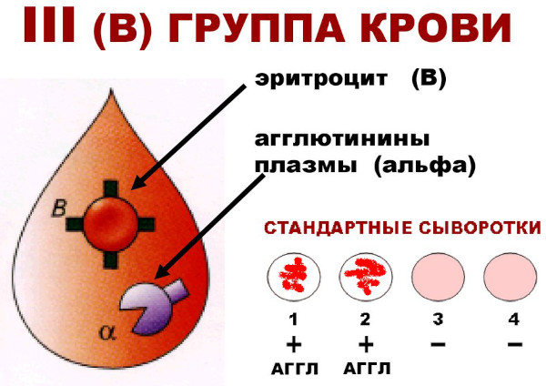 Группа крови у ребенка от родителей. Таблица наследования с резус-фактором