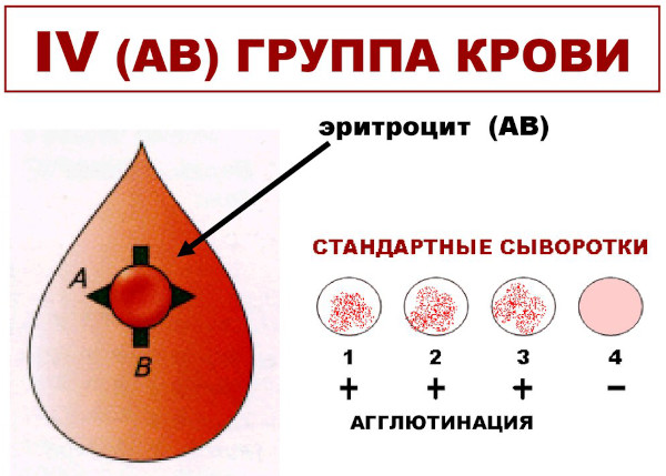 Группа крови у ребенка от родителей. Таблица наследования с резус-фактором