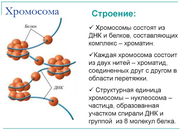 Хромосомные мутации (аберрации, перестройки). Что это такое, примеры