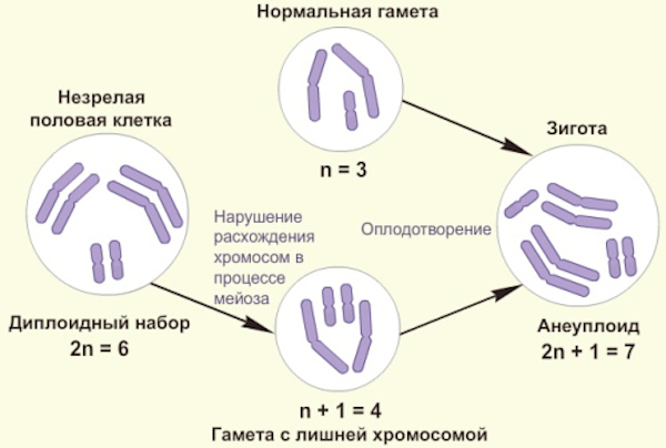 Хромосомные мутации (аберрации, перестройки). Что это такое, примеры