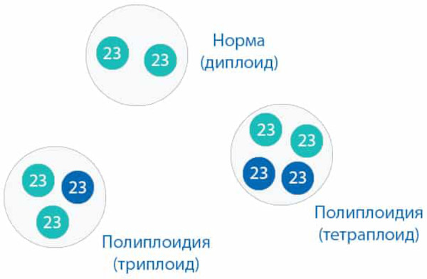 Хромосомные мутации (аберрации, перестройки). Что это такое, примеры