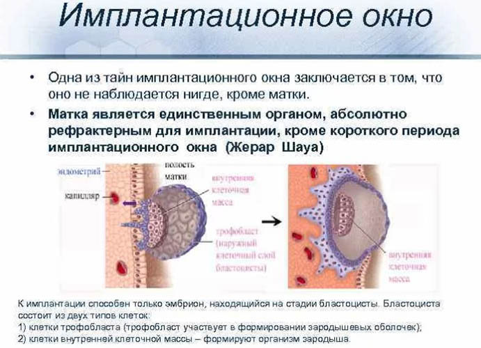 Имплантационное окно при ЭКО. Как определить в криопротоколе