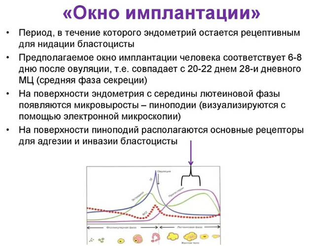 Имплантационное окно при ЭКО. Как определить в криопротоколе