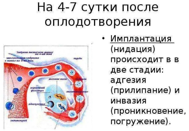 Имплантационное окно при ЭКО. Как определить в криопротоколе