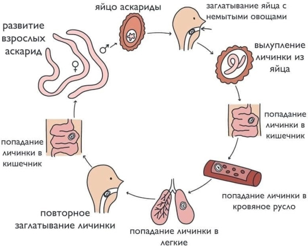 Лечение аскаридоза у детей. Схема, препараты