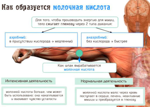 Молочная кислота в мышцах. Как вывести из организма, избавиться