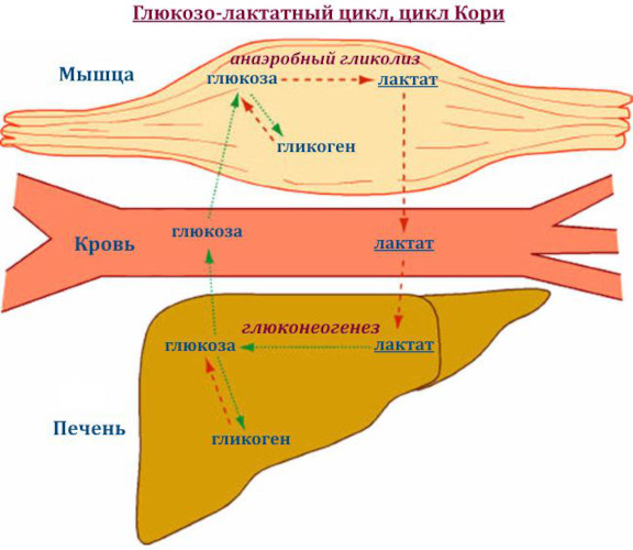 Молочная кислота в мышцах. Как вывести из организма, избавиться